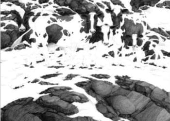 onde estão as cinco vacas