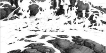 onde estão as cinco vacas