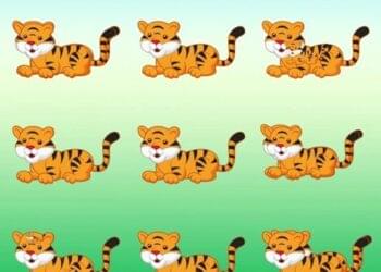 quantos tigres há na imagem