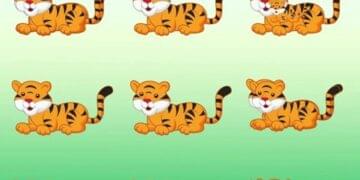 quantos tigres há na imagem