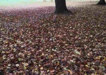 Teste de ilusão visual: encontre o cachorro no meio do parque em menos de 10 segundos