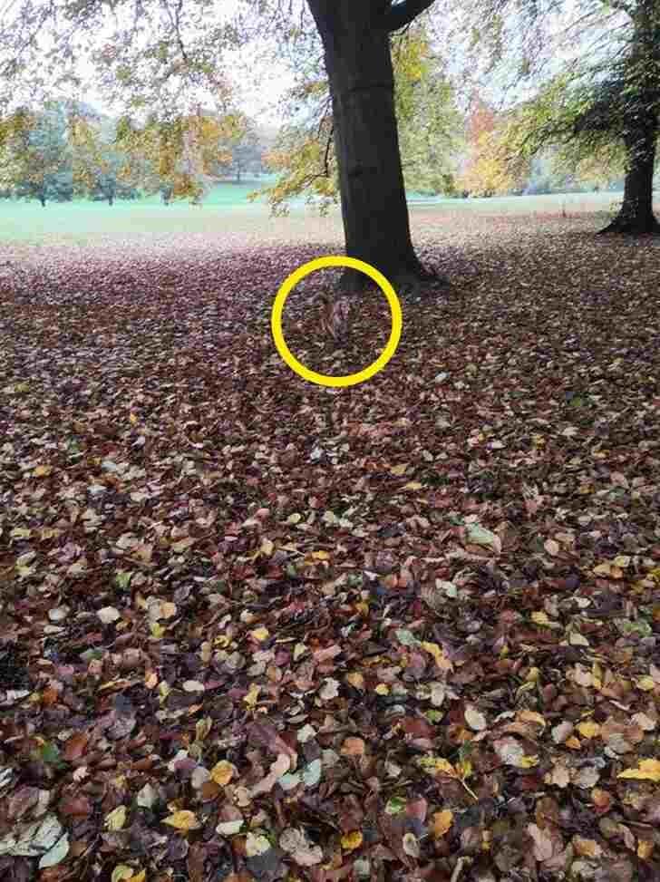 Teste de ilusão visual: encontre o cachorro no meio do parque em menos de 10 segundos