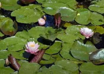 Encontre o sapo para resolver esse teste de ilusão de ótica em menos de 10 segundos
