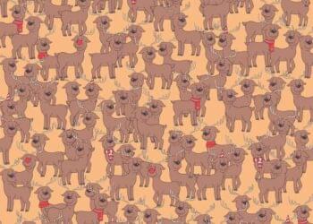 Encontre o urso nesse teste de atenção concentrada em menos de 10 segundos