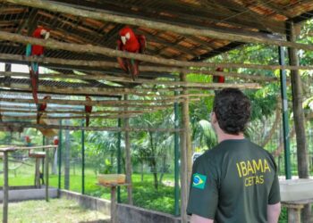 CONCURSO IBAMA: Solicitação de 2.201 VAGAS enviada! Confira detalhes
