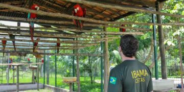 CONCURSO IBAMA: Solicitação de 2.201 VAGAS enviada! Confira detalhes