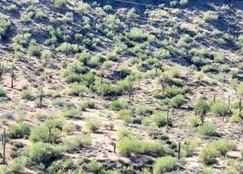 Teste de ilusão de ótica: encontre o cavalo na floresta em 10 segundos