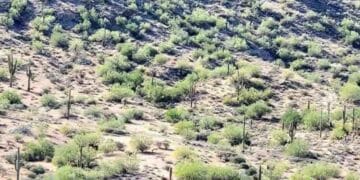 Teste de ilusão de ótica: encontre o cavalo na floresta em 10 segundos