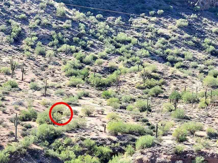 Teste de ilusão de ótica: encontre o cavalo na floresta em 10 segundos