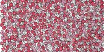 Encontre 5 estrelas entre as flores em menos de 20 segundos para resolver esse teste de atenção