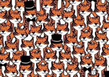 Encontre 4 gatos entre os tigres e resolva esse teste de agilidade visual em menos de 10 segundos