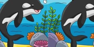 Jogo das diferenças: encontre 3 erros entre as imagens da orca em 10 segundos
