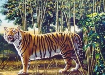 Passatempo inteligente: encontre o tigre oculto em menos de 10 segundos