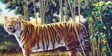 Passatempo inteligente: encontre o tigre oculto em menos de 10 segundos