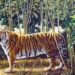 Passatempo inteligente: encontre o tigre oculto em menos de 10 segundos
