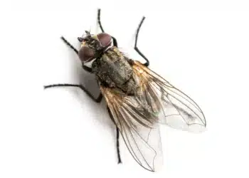 "Imagem macro de uma mosca com detalhes visíveis em seu corpo e asas."