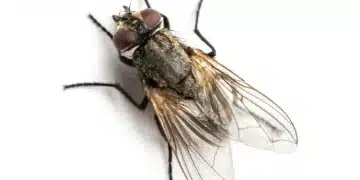 "Imagem macro de uma mosca com detalhes visíveis em seu corpo e asas."