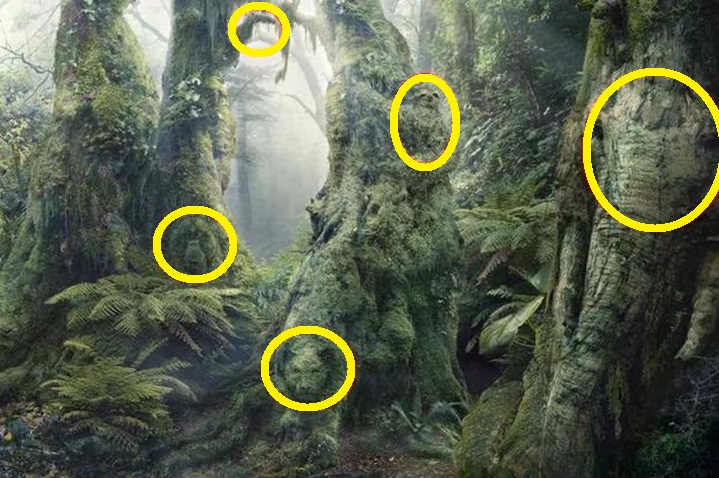 Solução do desafio visual com imagem de uma floresta densa e sombria, com árvores cobertas de musgo e vegetação rasteira ao redor.