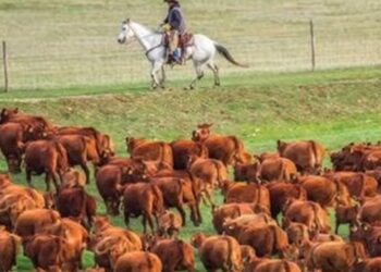 Desafio lógico com grande rebanho e urso camuflado entre os bois