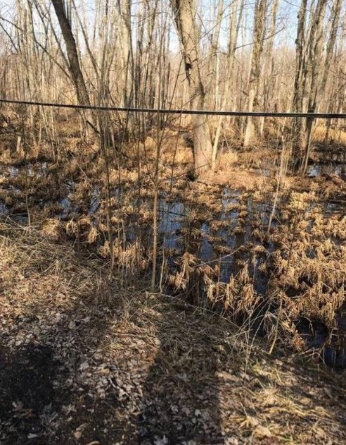 Paisagem de pântano com árvores sem folhas e vegetação seca, onde um pato está camuflado entre os galhos.