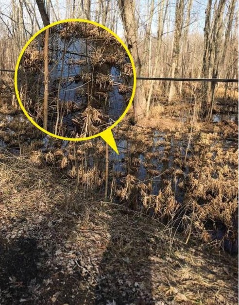 Solução do desafio visual com paisagem de pântano com árvores sem folhas e vegetação seca, onde um pato está camuflado entre os galhos.