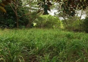 Teste de QI com uma paisagem de mata fechada com vegetação densa e arbustos, cenário para um desafio visual para encontrar o homem escondido.