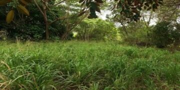 Teste de QI com uma paisagem de mata fechada com vegetação densa e arbustos, cenário para um desafio visual para encontrar o homem escondido.