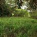 Teste de QI com uma paisagem de mata fechada com vegetação densa e arbustos, cenário para um desafio visual para encontrar o homem escondido.