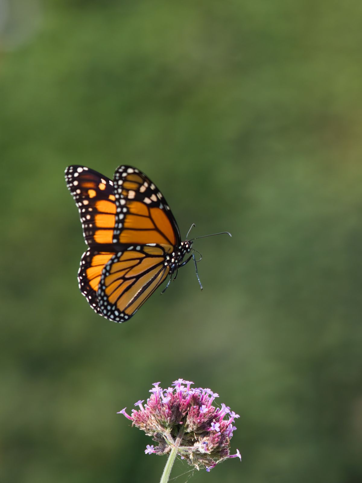 Borboleta pousando em flor com fundo desfocado em verde