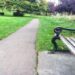 Teste de QI com banco de parque com calçada e grama ao redor