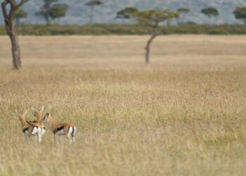 Teste visual com antílopes correndo na savana com árvores ao fundo.