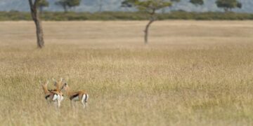 Teste visual com antílopes correndo na savana com árvores ao fundo.