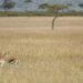 Teste visual com antílopes correndo na savana com árvores ao fundo.