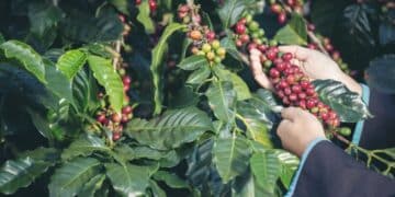 Mãos de agricultora segurando grãos de café maduro ao pôr do sol