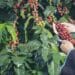 Mãos de agricultora segurando grãos de café maduro ao pôr do sol