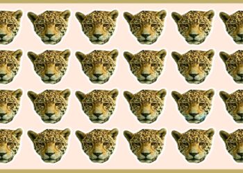 Teste visual mosaico de rostos de onças com uma diferente na última linha