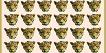 Teste visual mosaico de rostos de onças com uma diferente na última linha