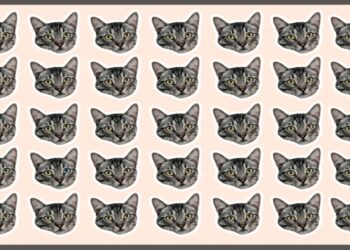 Teste visual com rostos de gatos idênticos e um diferente