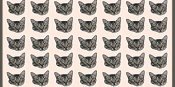 Teste visual com rostos de gatos idênticos e um diferente