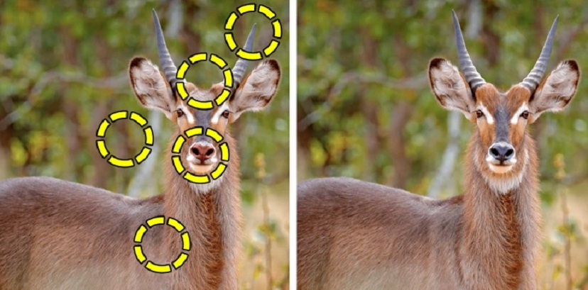 Desafio visual com duas imagens lado a lado de um antílope com pequenas diferenças entre elas.