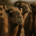 Três camelos de pelagem marrom, com o foco no animal da frente, em um ambiente de deserto.