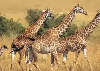 Girafas caminhando juntas na savana africana, com uma vista do grupo e um filhote acompanhando as adultas.