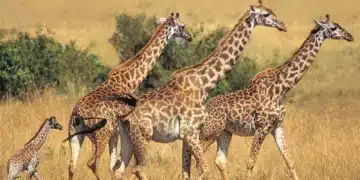 Girafas caminhando juntas na savana africana, com uma vista do grupo e um filhote acompanhando as adultas.