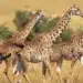 Girafas caminhando juntas na savana africana, com uma vista do grupo e um filhote acompanhando as adultas.
