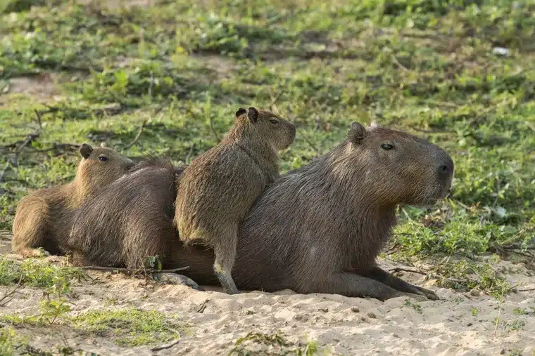 Capivaras descansando à sombra, com filhotes subindo nas costas de um adulto, em um ambiente natural.