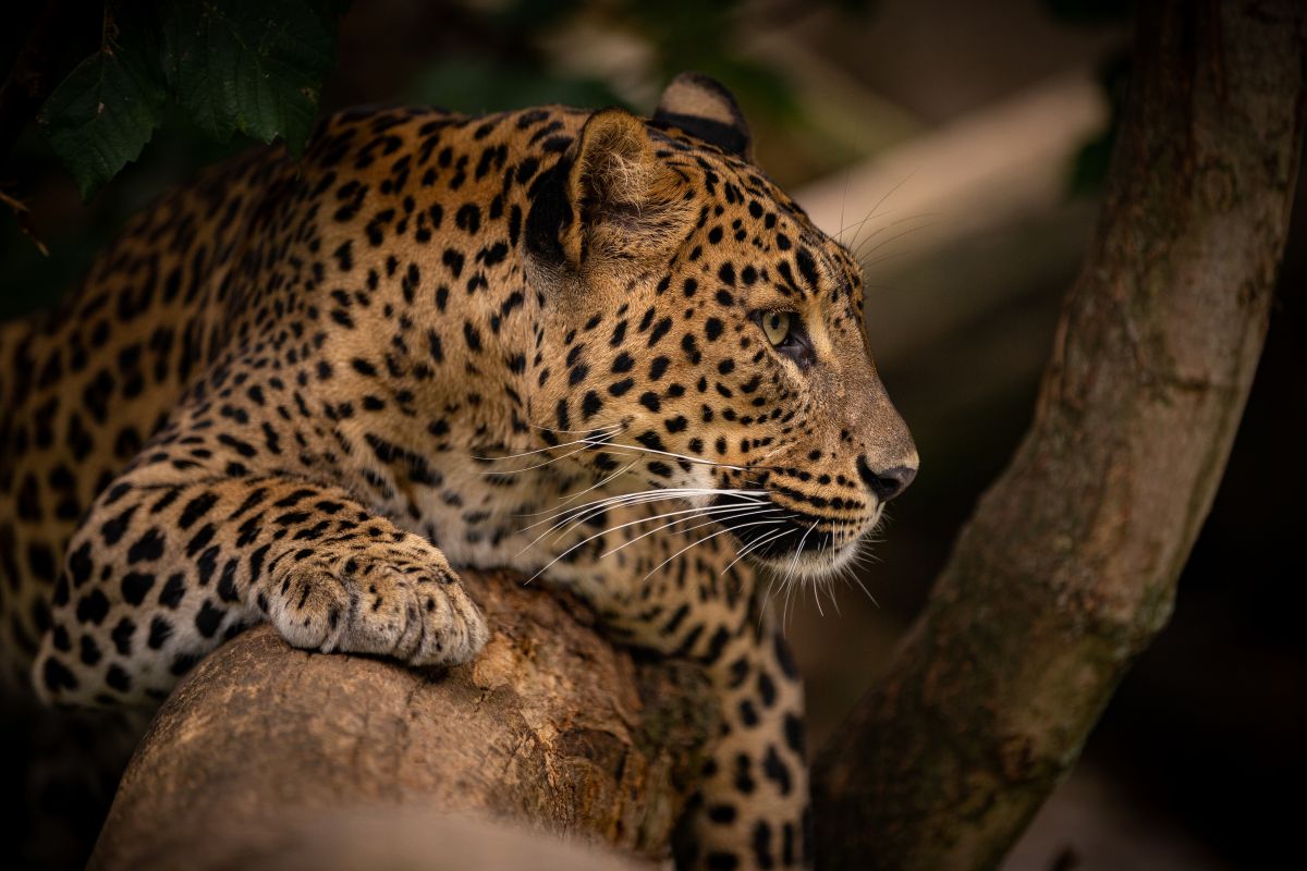 Uma onça-pintada (ou leopardo) macho, com sua pelagem característica, observando atenta, ilustrando a distinção de gênero em grandes felinos