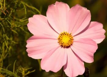 Flor rosa com pétalas delicadas e centro amarelo, ilustrando o aumento do substantivo 'flor' para 'florzona', de acordo com as regras gramaticais.