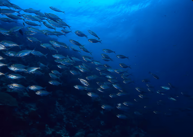 Cardume de peixes prateados nadando em águas azuis profundas do oceano, ilustrando o conceito de coletivo.