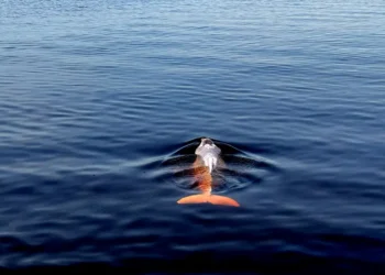 Peixe com corpo branco e cauda alaranjada nadando em água azul escura e límpida