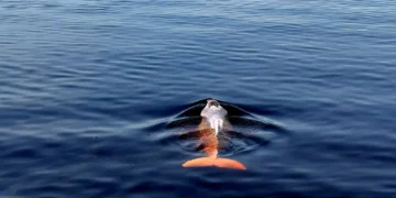 Peixe com corpo branco e cauda alaranjada nadando em água azul escura e límpida